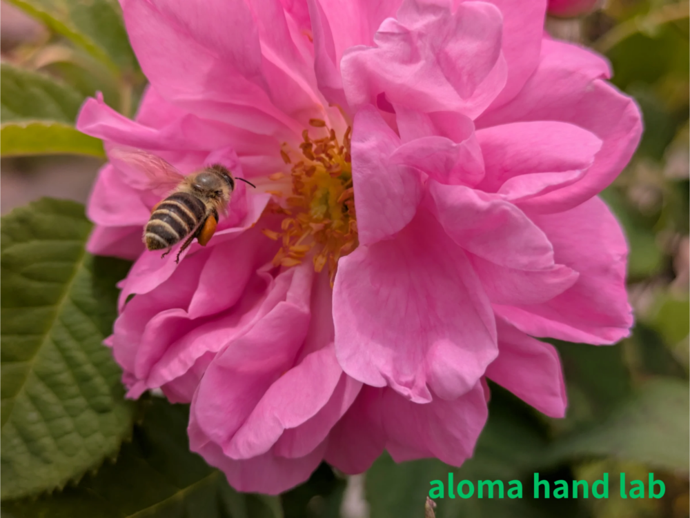 damask rose